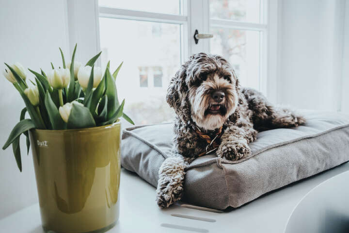 HUNTER Orthopädisches Hundekissen Merida